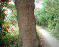 Tree by River 4
